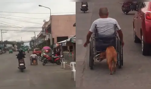 En Facebook: Perro empuja silla de ruedas de su dueño y es viral en internet [VIDEO]