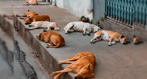 Arequipa: Multarán con S/ 4 mil 200 a propietarios que tengan a sus perros en las calles