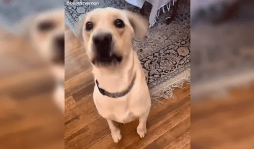 Perro demuestra ‘habilidad’ para las matemáticas y resuelve las sumas que su dueña le plantea [VIDEO]