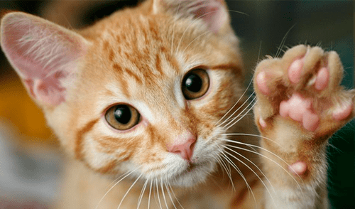 Hallan gato desollado y disecado en casa de hombre investigado por maltrato animal