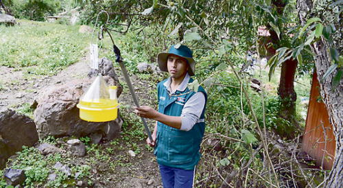 monitoreo. Minagri colocó 235 trampas oficiales en el Valle Sagrado de los Incas. A nivel regional, hay más de mil trampas. monitoreo. Minagri colocó 235 trampas oficiales en el Valle Sagrado de los Incas. A nivel regional, hay más de mil trampas.
