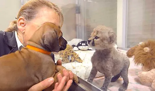 Facebook viral: tierna historia de la amistad entre perro y guepardo emociona a miles de usuarios Facebook viral: tierna historia de la amistad entre perro y guepardo emociona a miles de usuarios