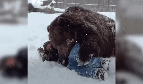 YouTube viral: hombre se reencuentra con oso gris que cuidó de bebé y protagoniza emotiva escena [VIDEO]
