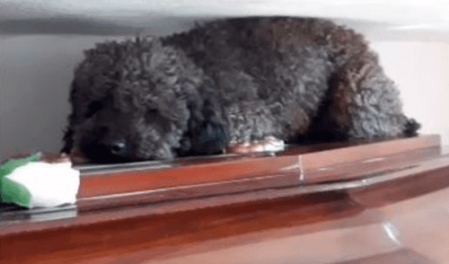 Facebook - animales - viral