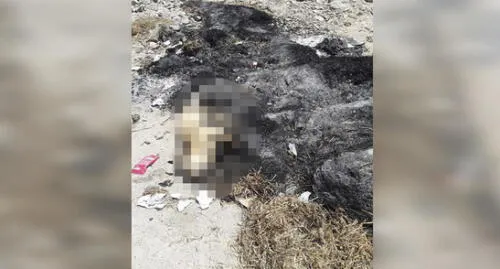 Facebook: Difunden fotos de perros callejeros que habrían sido calcinados en Moquegua  