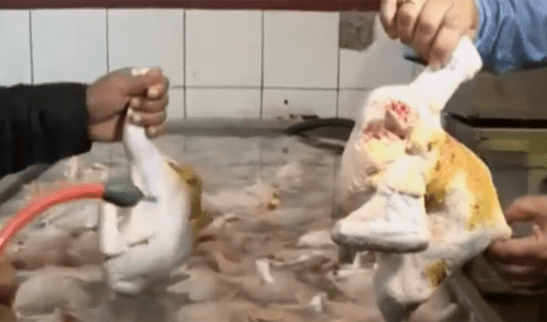 Ate: avícolas inflaban pollos con agua contaminada [VIDEO]