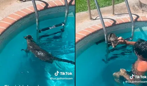 Este video ha conseguido más de 93.000 'me gusta'. Foto: composición LR / TikTok / @lux.pythonissam No todos los gatos odian el agua: felino sorprende al nadar en piscina junto a sus dueños
