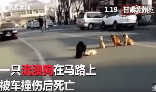 Facebook Viral: Perros no quisieron abandonar a su amigo atropellado [VIDEO]