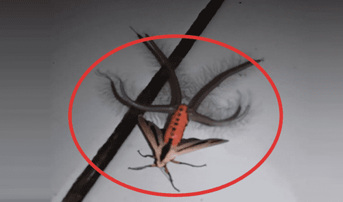 Facebook: graban extraño insecto con varios tentáculos y usuarios quedan aterrados por su apariencia [VIDEO]