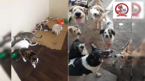 "Agosto de huellitas" se realizarpa el próximo sabado 29 de agosto, a través de Facebook Live. / Créditos: Cortesía