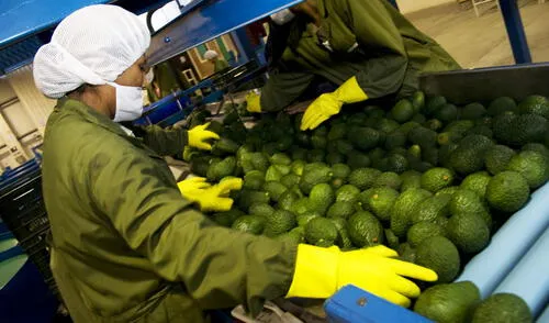 Exportación Exportación