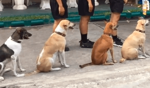 Facebook viral: perros esperan en fila para recibir comida y emocionan a miles de usuarios [VIDEO]
