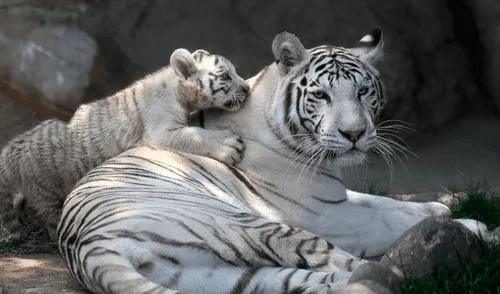 Zoológico de Huachipa presenta tres nuevos tigres blancos de bengala