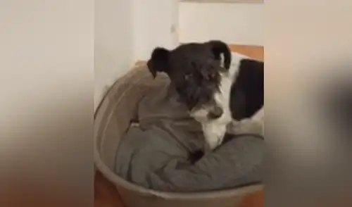 Facebook viral: perro cree que su hueso está escondido y tiene curiosa reacción