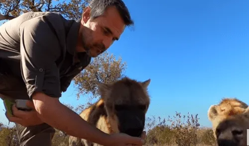 YouTube viral: hombre se reencuentra con hiena que cuidó de bebé y este tiene una conmovedora reacción