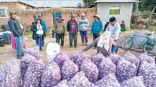 logro. En 2020 productores de Acora iniciaron la siembra de ajo de altura. Producto se vendió y en 2021 duplicaron siembra.
