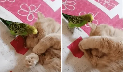 Facebook viral: gato y canario se convierten en compañeros inseparables y video enternece
