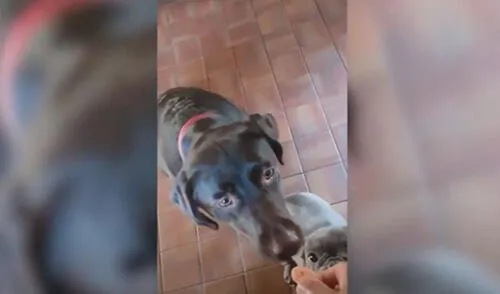YouTube viral: joven rescata a un animal y su perro lo ayuda a instruirlo con una indicación