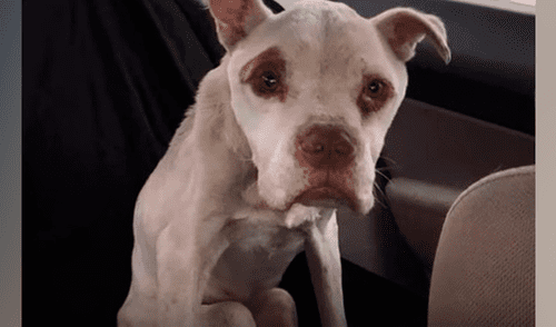 El can maltratado fue rescatado, cuidado y hoy luce distinto en las redes sociales. Foto: Go Dogs Go Rescue Inc Hero, el perro desnutrido que vivió cuatro años encadenado a un árbol por sus dueños