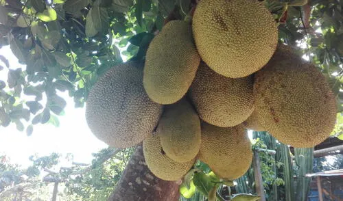Satipo: Fruta “jackfruit” alimento para vegetarianos porque reemplaza a la carne Satipo: Fruta “jackfruit” alimento para vegetarianos porque reemplaza a la carne
