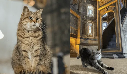 Gli, la famosa gata no será desalojada de la basílica de Santa Sofía pese al cambio a mezquita [VIDEO]