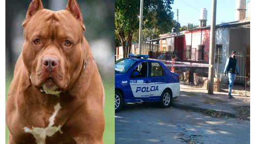 Argentina: hombre pierde la mitad de un brazo al ser atacado por su propio perro pitbull