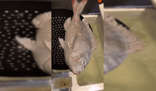 YouTube: Pez estuvo congelado y "revivió" tras ser colocado en agua [VIDEO]