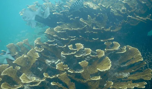 arrecife. Créditos: Cuartoscuro