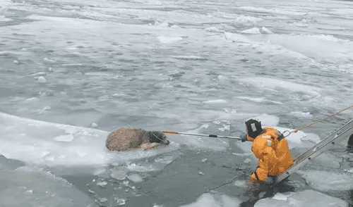Rescatistas de Míchigan ayudan a un perro atrapado. Foto: Policía de Michigan Rescatistas de Míchigan ayudan a un perro atrapado. Foto: Policía de Michigan