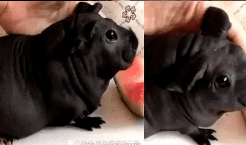 Facebook viral: Chico adoptó 'cachorro' pensando que era un perro pero estaba muy equivocado [VIDEO]