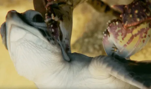 YouTube viral: tortuga bebé estuvo a punto de morir por un cangrejo, pero hizo esto [VIDEO]