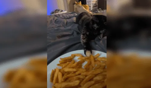 Gato ‘hambriento’ ve a su dueña comiendo papas fritas e intenta quitarle algunas [VIDEO]