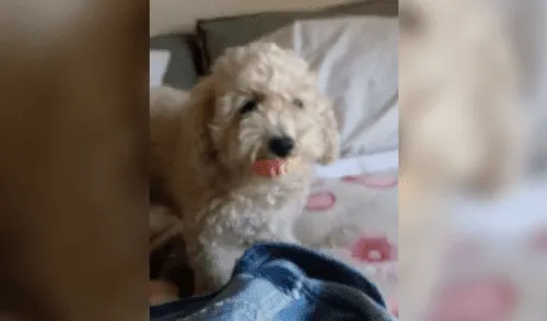 Facebook: perrita se roba dentadura postiza de la abuela y su aspecto genera risas [VIDEO]