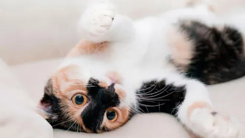 gato gato