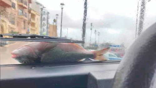 'Lluvia de peces' en las calles de Malta por vientos huracanados [VIDEO]