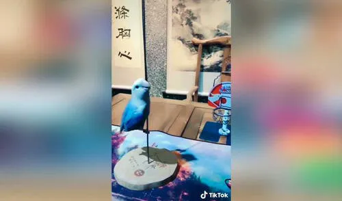 Desliza las imágenes para ver la singular demostración de talento que hizo esta pequeña ave. Fotocaptura: LxiuWeng /Tiktok