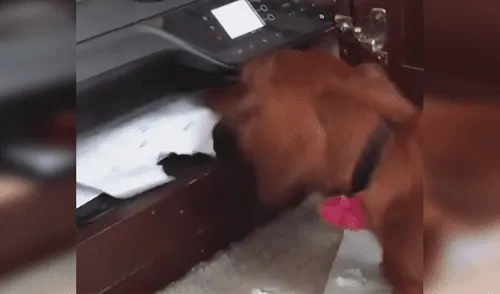 Facebook viral: Chico graba el preciso instante en que su travieso perro 'devora' su tarea [VIDEO]