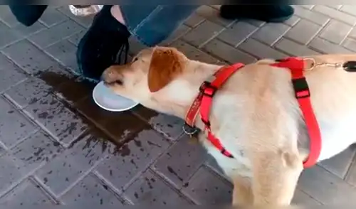 Facebook: perro se cansa de tanto jugar y aplica inesperado 'truco' para hidratarse [VIDEO]