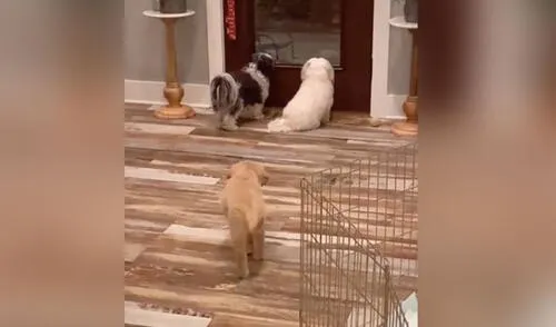 Desliza las imágenes para ver más detalles sobre esta graciosa escena que es viral en redes sociales. Foto: captura de TikTok TikTok viral: perrito aprovecha el descuido de sus ‘amigos’ y los asusta por la espalda