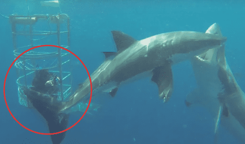 YouTube viral: arriesgado buzo se topa con enfurecido tiburón blanco que defendía su territorio [VIDEO]