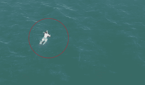 YouTube: Se lanzó al mar para huir de la policía, pero allí se topó con algo peor [VIDEO]