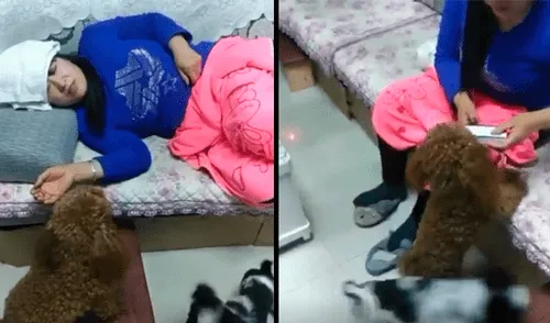 Facebook: mujer estaba enferma y su perro se hace cargo de ella como todo un doctor [VIDEO]