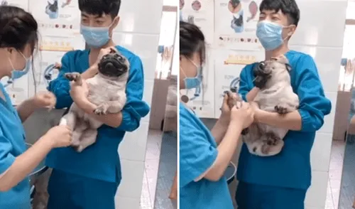En Facebook, miles se han carcajeado al escuchar los escandalosos gritos de un perro pug cuando le cortaban las uñas. Facebook viral: perro tiene dramática reacción cuando veterinaria le corta las uñas