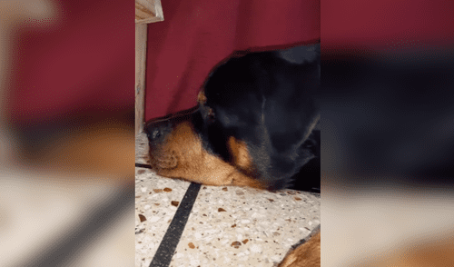 Perro tiene dramática conducta al ver que su pelota cayó debajo de la cama de su dueña [VIDEO]