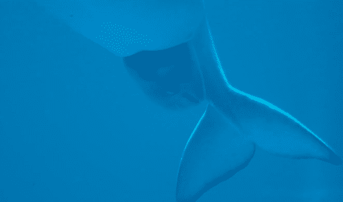 Desliza para ve las mejores imágenes de la cría de Bella. Foto: Shedd Aquarium Graban el momento del nacimiento de una beluga en un acuario y se vuelve viral
