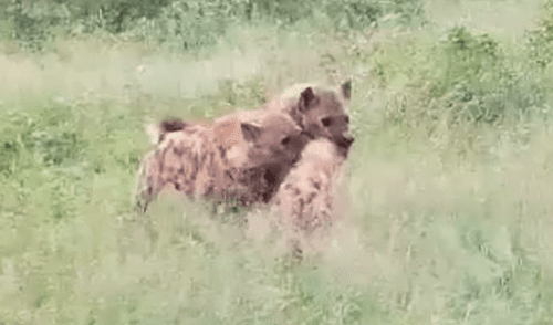 YouTube viral: hiena bebé es cruelmente atacada por clan rival y final sorprende [VIDEO]