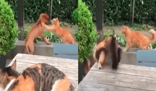 Joven capta el momento en que su gato se pelea con otro felino para defender a un perro [VIDEO]