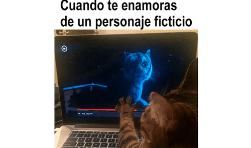 Los memes por el Día Internacional del Gato.
