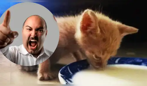 Facebook: "no traigas más gatos a casa" le dijo su padre y días después lo capta en tierna escena