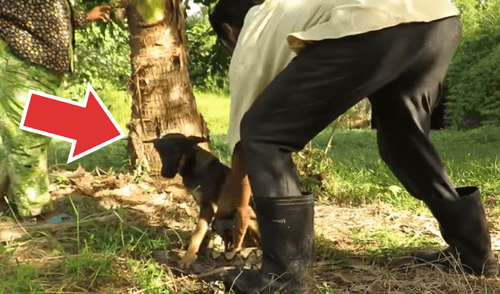 YouTube viral: graban a anaconda a punto de comerse un perro, pero dos 'ángeles' lo rescatan [VIDEO]